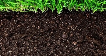 تصویر 3 از خرید و قیمت خاک مخصوص سانسوریا پاکوتاه + فروش عمده